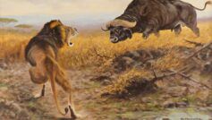 Обои George Majewicz, German, Buffalo and lion in the savannah на рабочий стол.